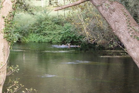 PATOS EN EL EO